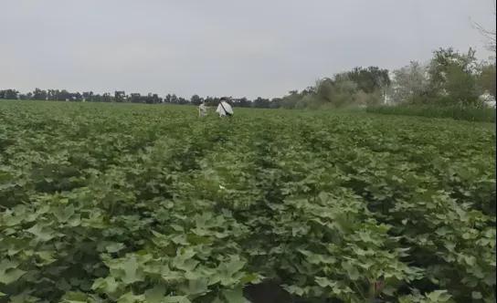 AG九游会西方为什么总要拿新疆棉花说事看看乌兹别克斯坦就该知道了(图5)